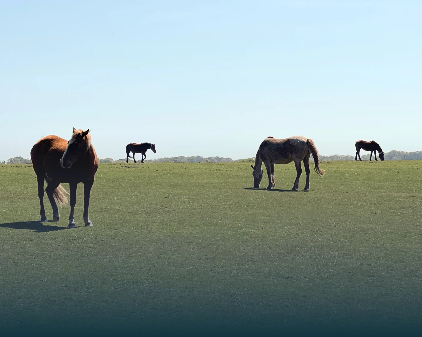Wild ponies grazing in the New Forest